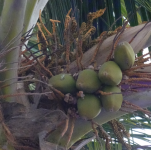 Kokospalmen (Salalah im Oman)