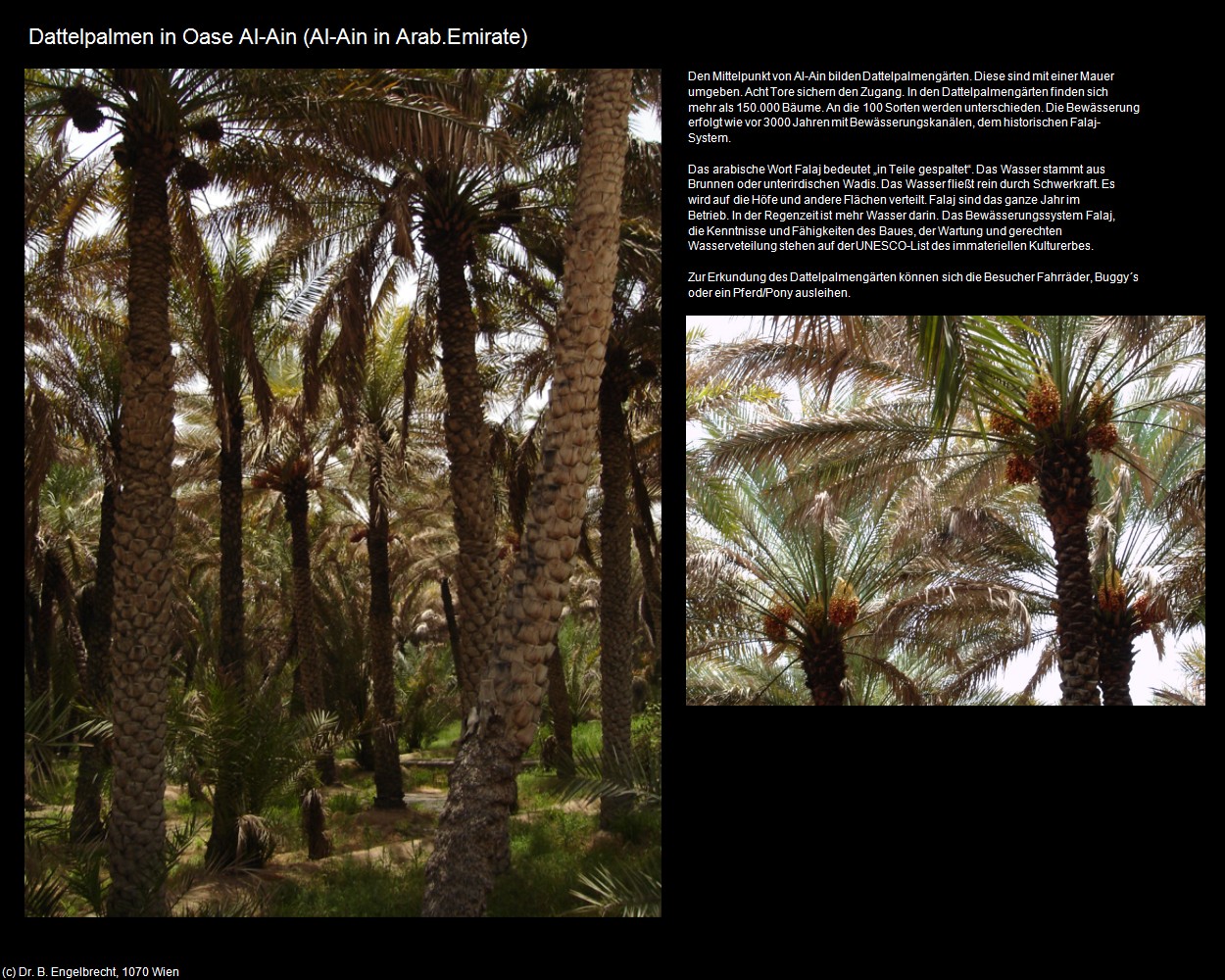 Dattelpalmen in Oase Al-Ain (Al-Ain in Arab.Emirate) in Kulturatlas-Arab.Emirate+Oman