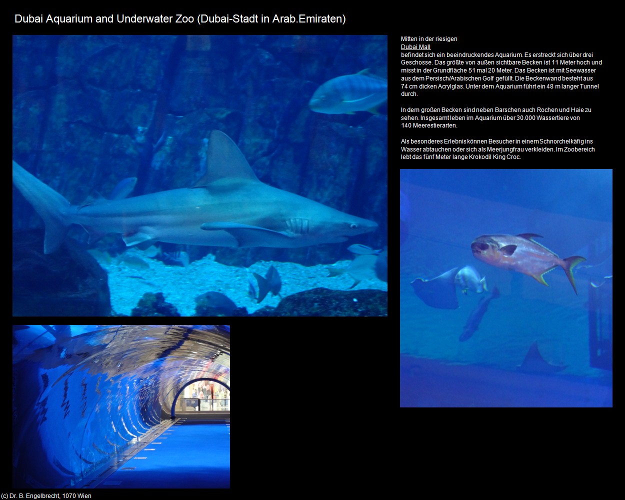 Dubai Aquarium and Underwater Zoo (Dubai-Stadt in Arab.Emirate) in Kulturatlas-Arab.Emirate+Oman(c)B.Engelbrecht