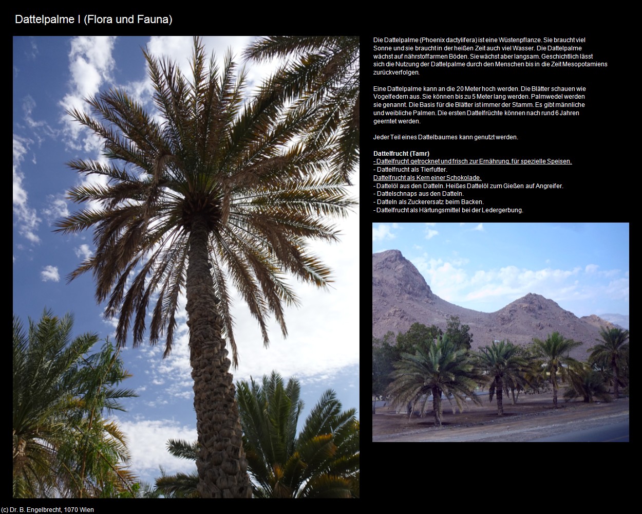 Dattelpalme I (+Oman) in Kulturatlas-Arab.Emirate+Oman(c)B.Engelbrecht