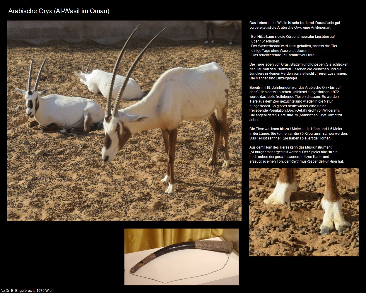 Arabische Oryx (Al-Wasil im Oman) in Kulturatlas-Arab.Emirate+Oman