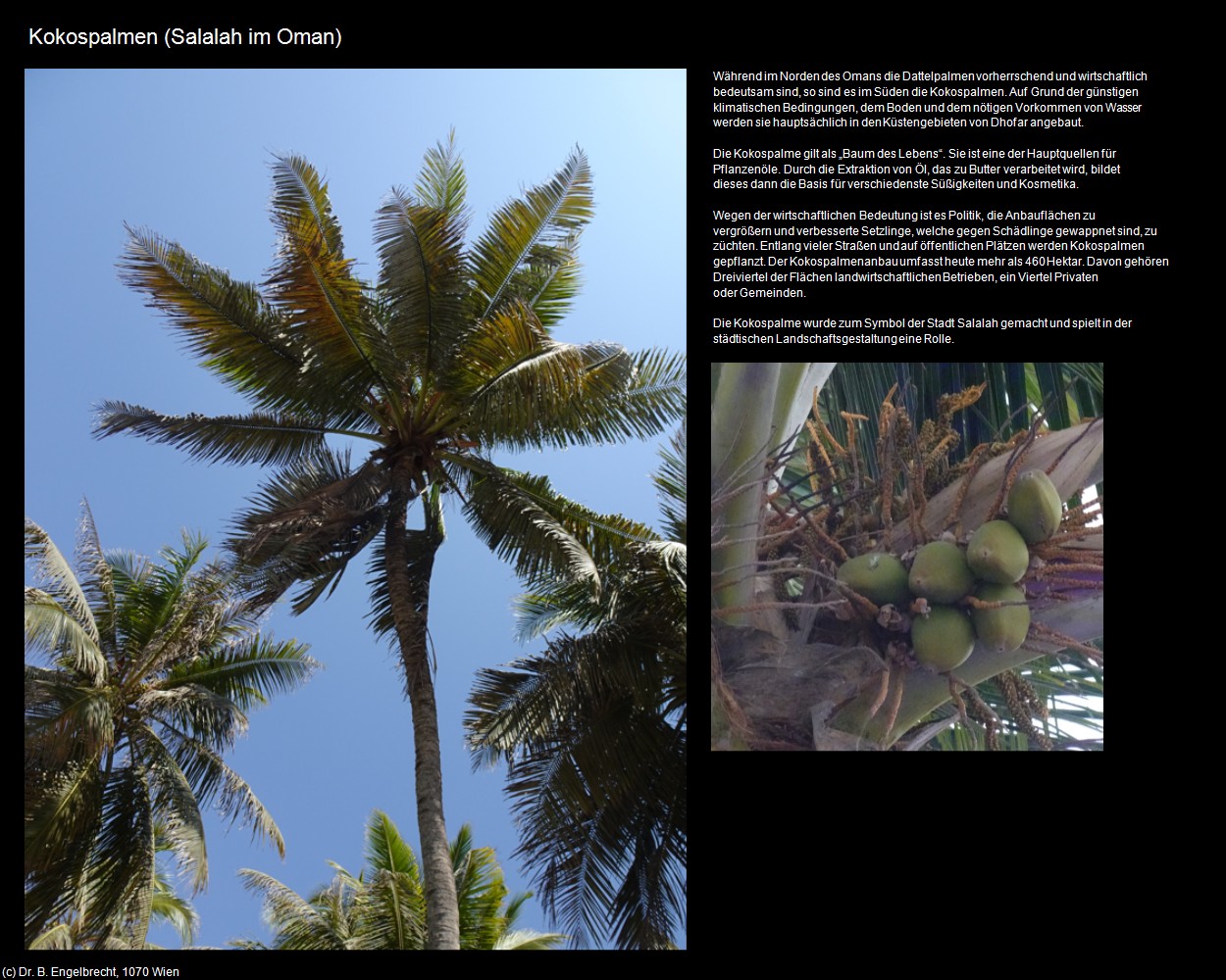 Kokospalmen (Salalah im Oman) in Kulturatlas-Arab.Emirate+Oman