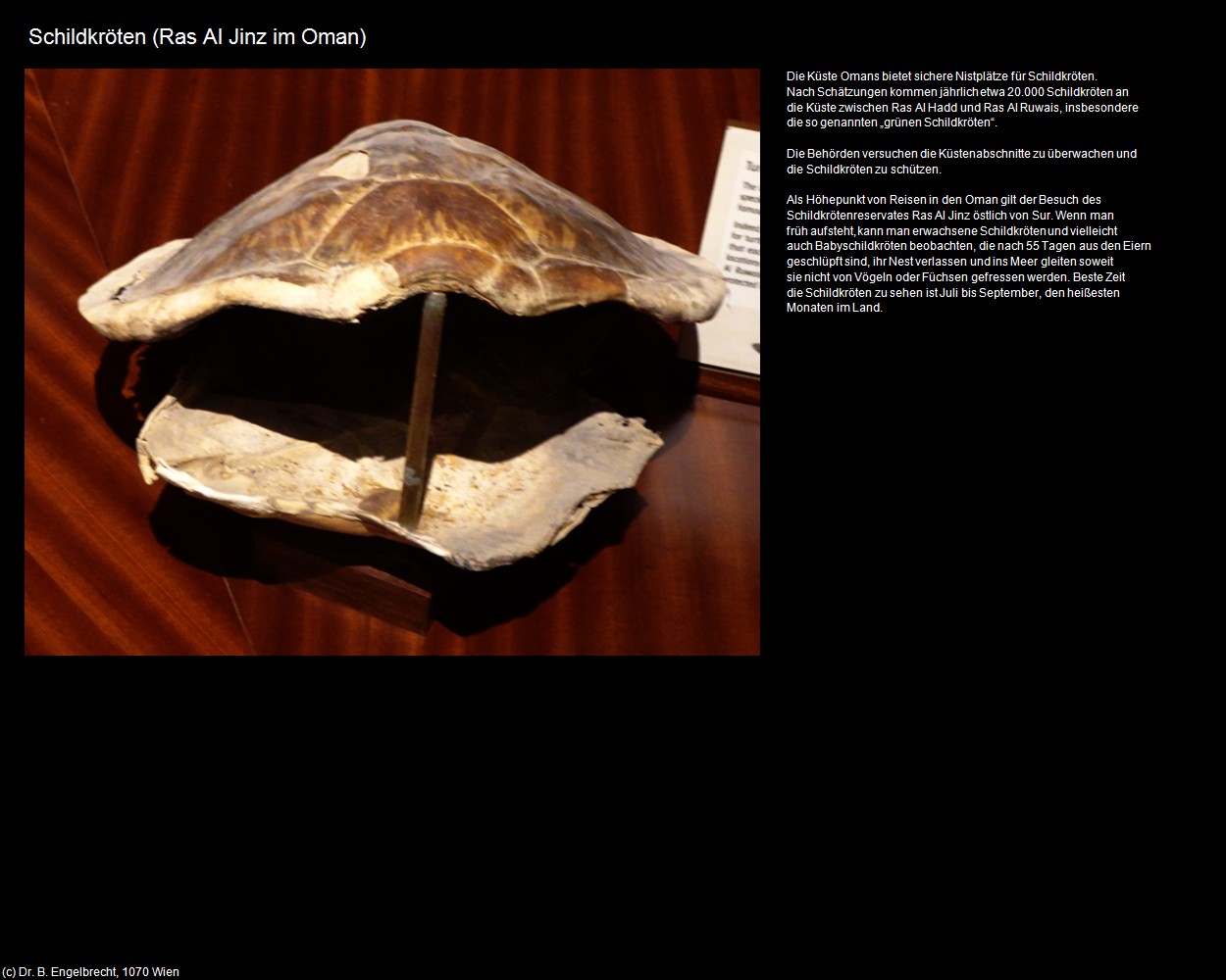 Schildkröten (Ras Al Jinz im Oman) in Kulturatlas-Arab.Emirate+Oman