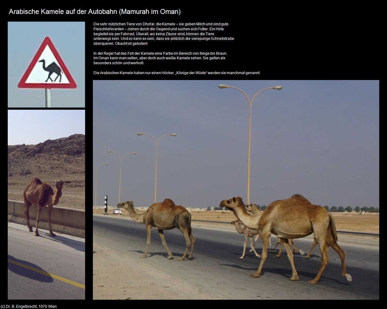 Arabische Kamele auf der Autobahn (Mamurah im Oman) in Kulturatlas-Arab.Emirate+Oman