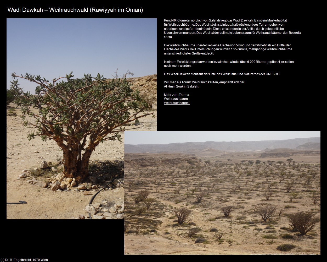 Wadi Dawkah - Weihrauchwald (Rawiyyah im Oman) in Kulturatlas-Arab.Emirate+Oman(c)B.Engelbrecht