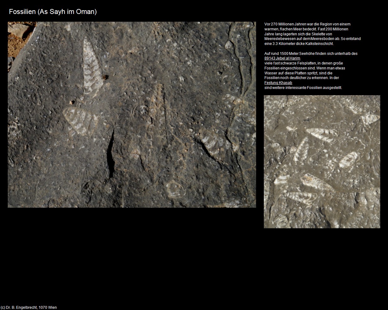 Fossilien (As Sayh im Oman) in Kulturatlas-Arab.Emirate+Oman(c)B.Engelbrecht