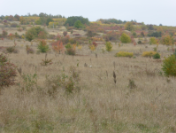 Bledower Wüste/Pustynia Bledowska (Chechlo) (Klucze bei Dabrowa Górnicza)