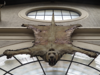 Kutschenmuseum II (Lancut)