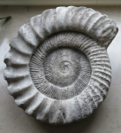 Schausammlung des Polnischen Geologischen Institutes (Kielce)