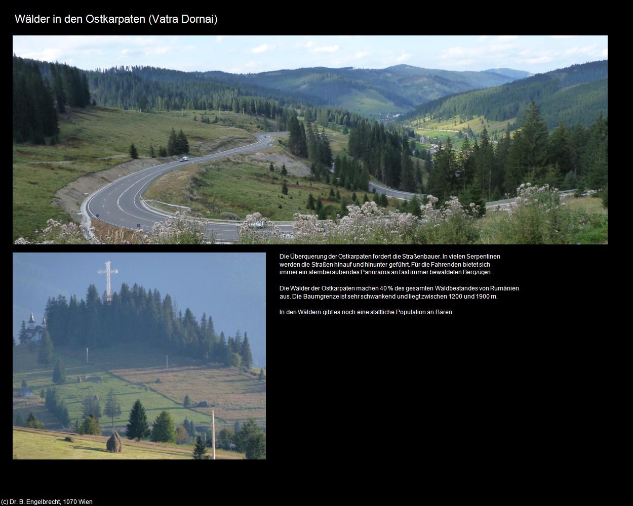 Wälder in den Ostkarpaten  (Vatra Dornai) in Kulturatlas-RUMÄNIEN
