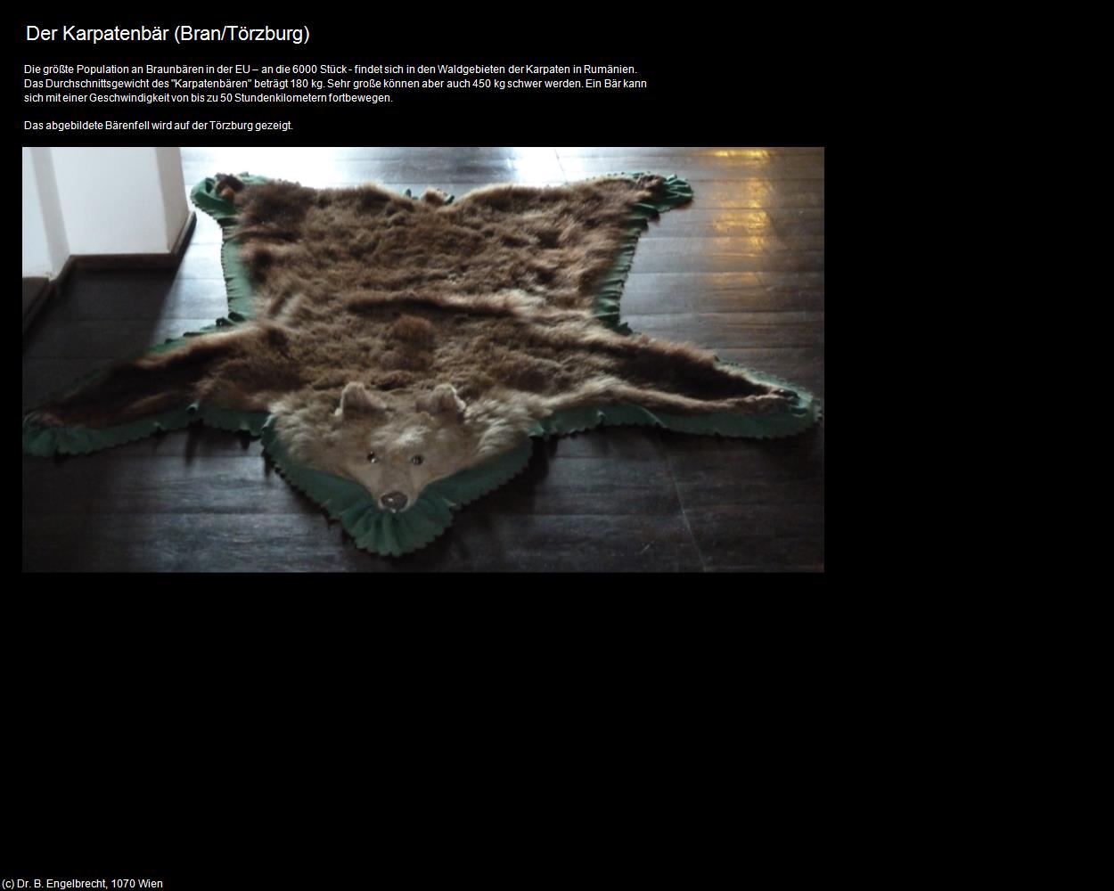 Karpatenbär (Bran/Törzburg) in Kulturatlas-RUMÄNIEN