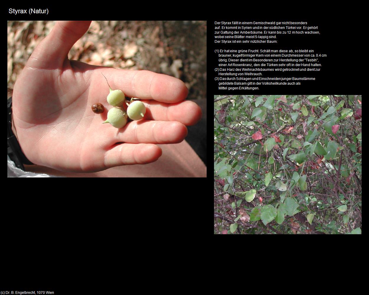 Styrax  (Karatepe) in TÜRKEI