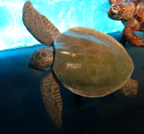 -Wallriffschildkr&ouml;te  (+Tierwelt im Wasser)