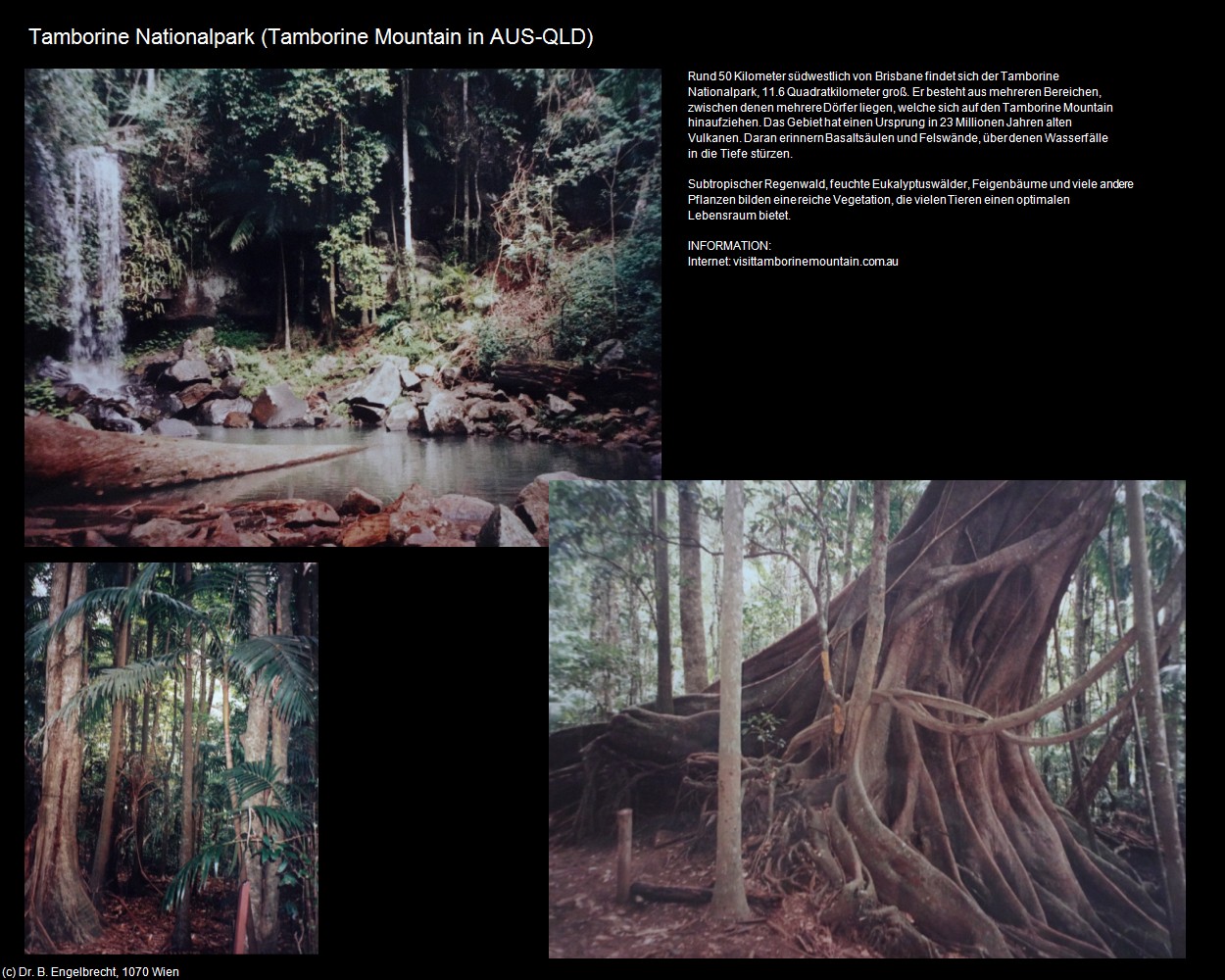 Tamborine Nationalpark (Tamborine Mountain in AUS-QLD) in Kulturatlas-AUSTRALIEN
