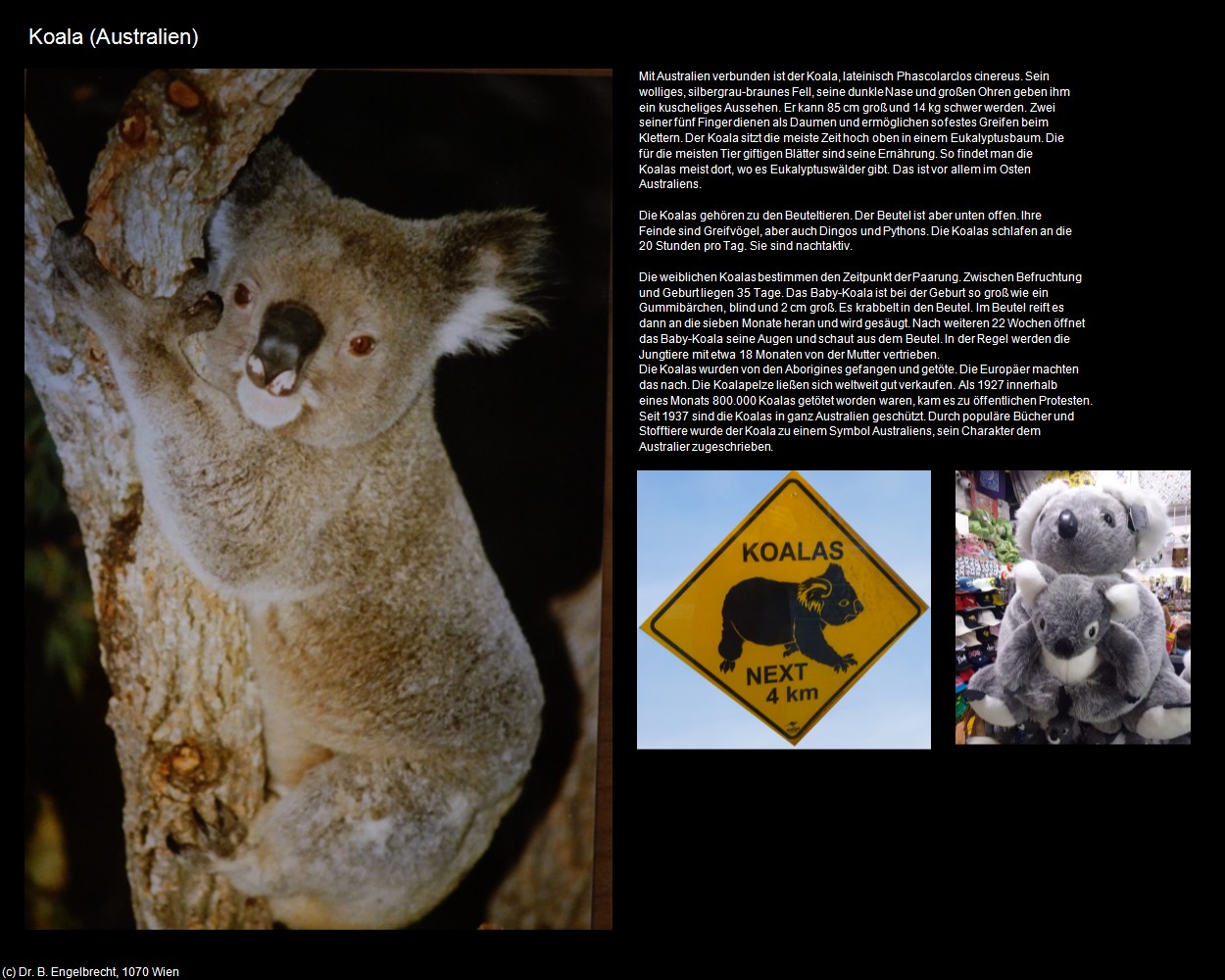 Koala (+Tierwelt am Land/Fauna) in Kulturatlas-AUSTRALIEN
