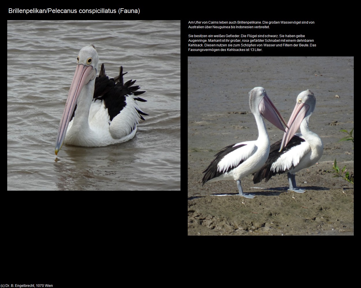 Brillenpelikan/Pelecanus conspicillatus (Fauna) (Cairns in AUS-QLD) in Kulturatlas-AUSTRALIEN