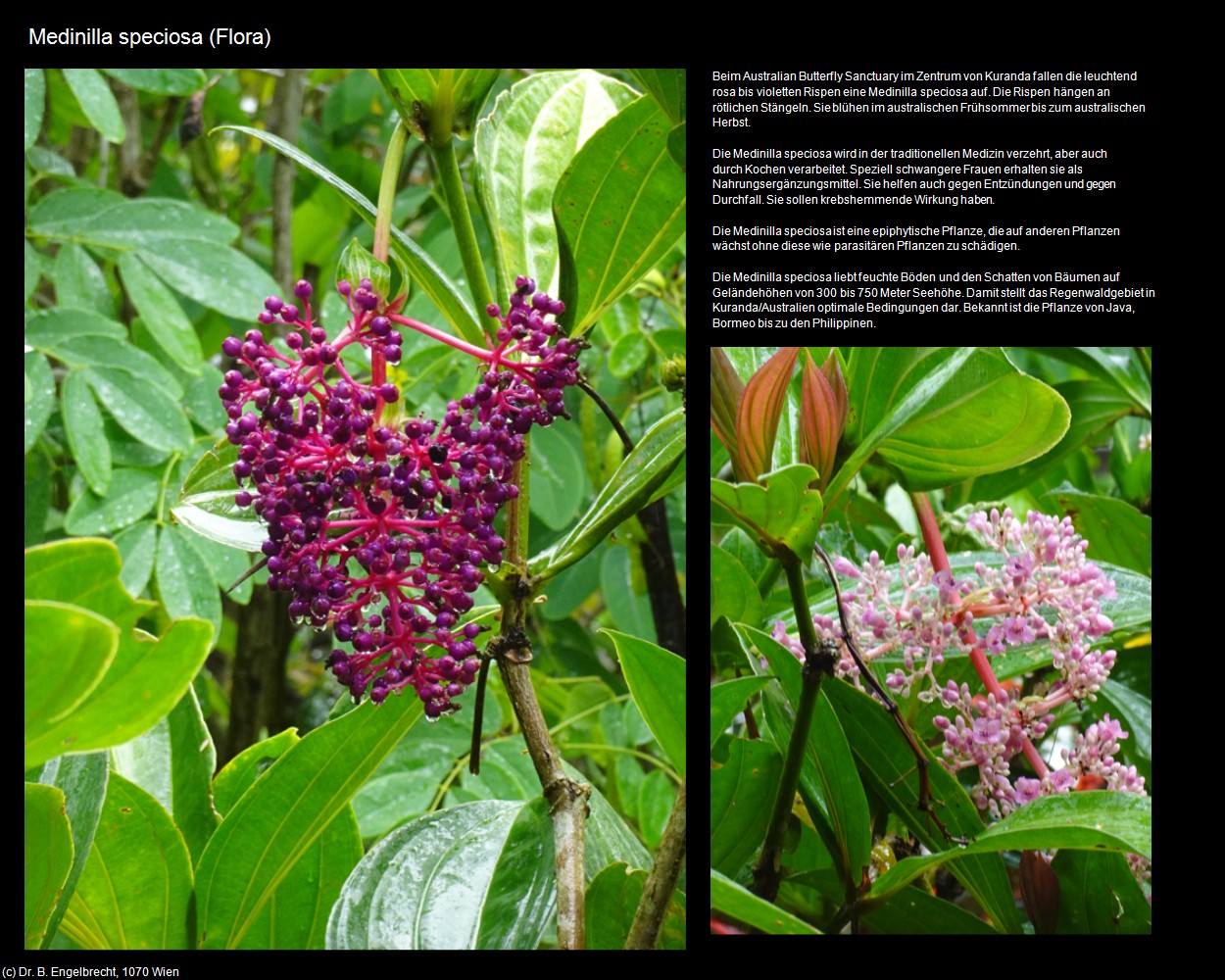 Medinilla speciosa (Flora) (Kuranda in AUS-QLD) in Kulturatlas-AUSTRALIEN
