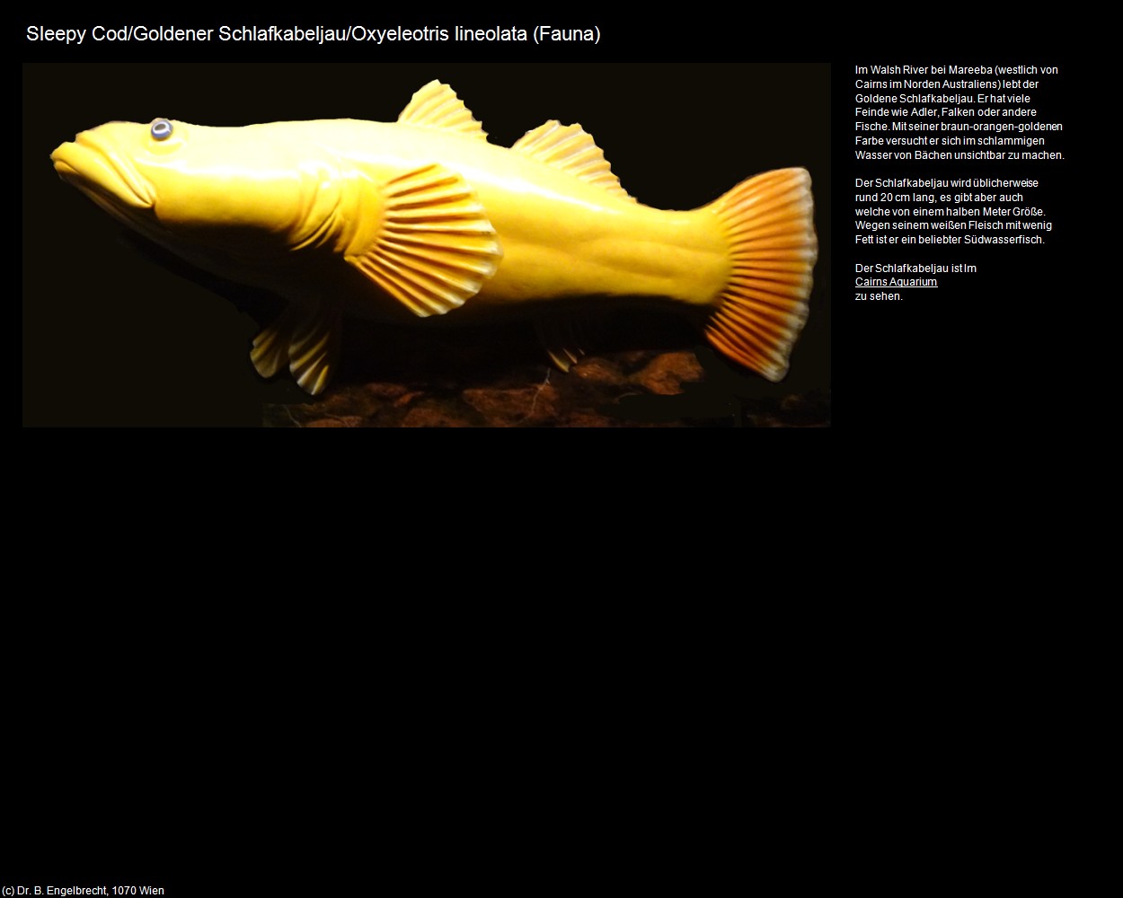 Goldener Schlafkabeljau  (+Tierwelt im Wasser) in Kulturatlas-AUSTRALIEN(c)B.Engelbrecht