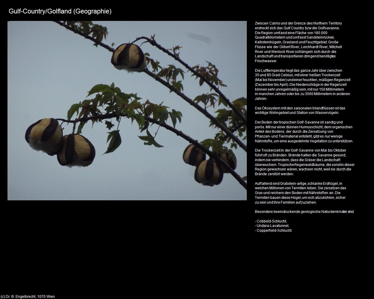 Gulf-Country/Golfland (+Pflanzenwelt/Flora) in Kulturatlas-AUSTRALIEN