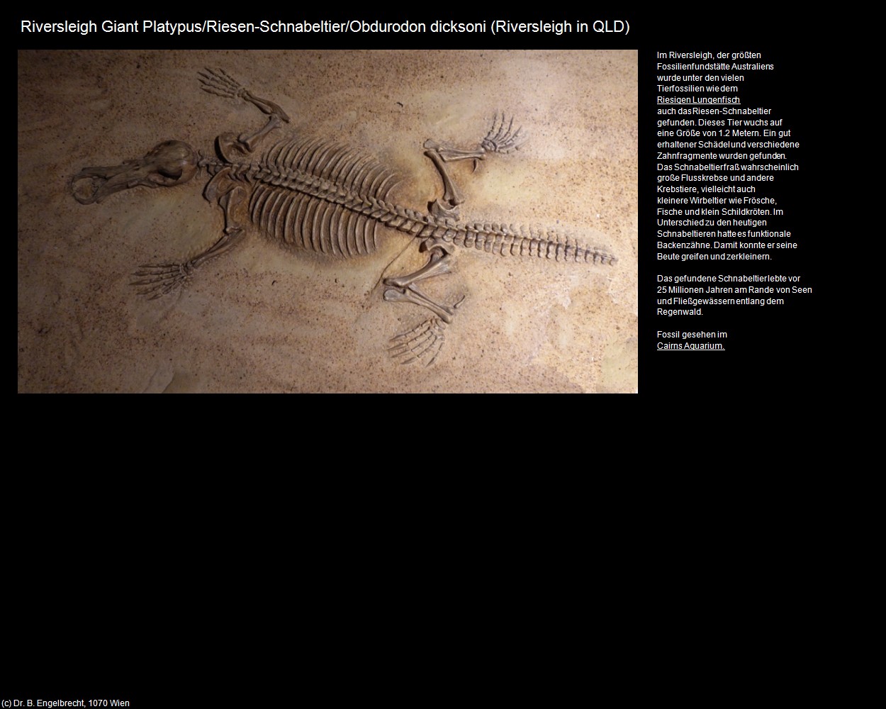 Riesen-Schnabeltier (Riversleigh in AUS-QLD) in Kulturatlas-AUSTRALIEN(c)B.Engelbrecht
