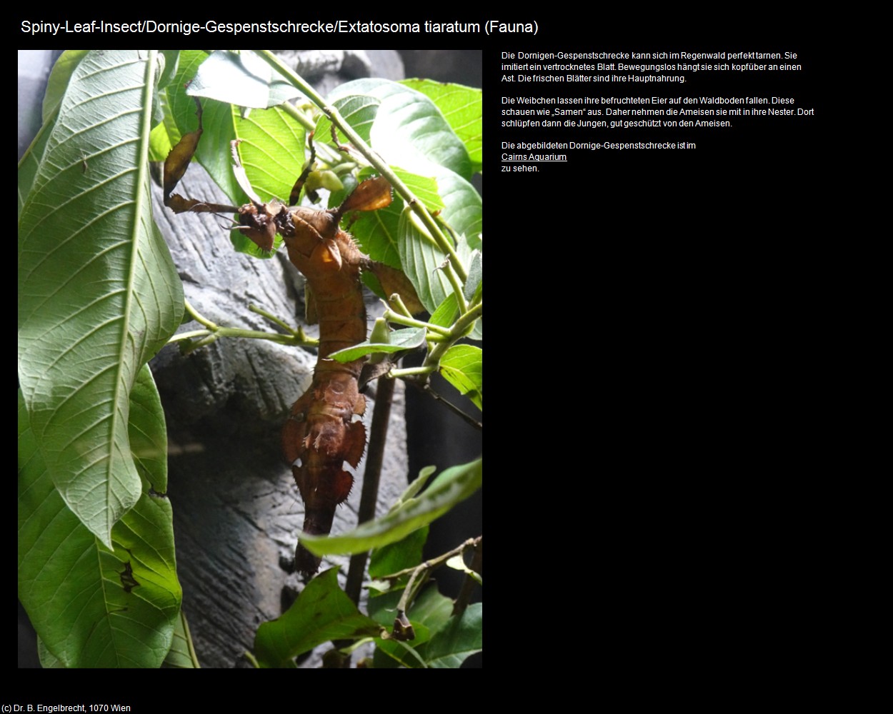 Dornige-Gespenstschrecke  (+Tierwelt im Wasser) in Kulturatlas-AUSTRALIEN(c)B.Engelbrecht