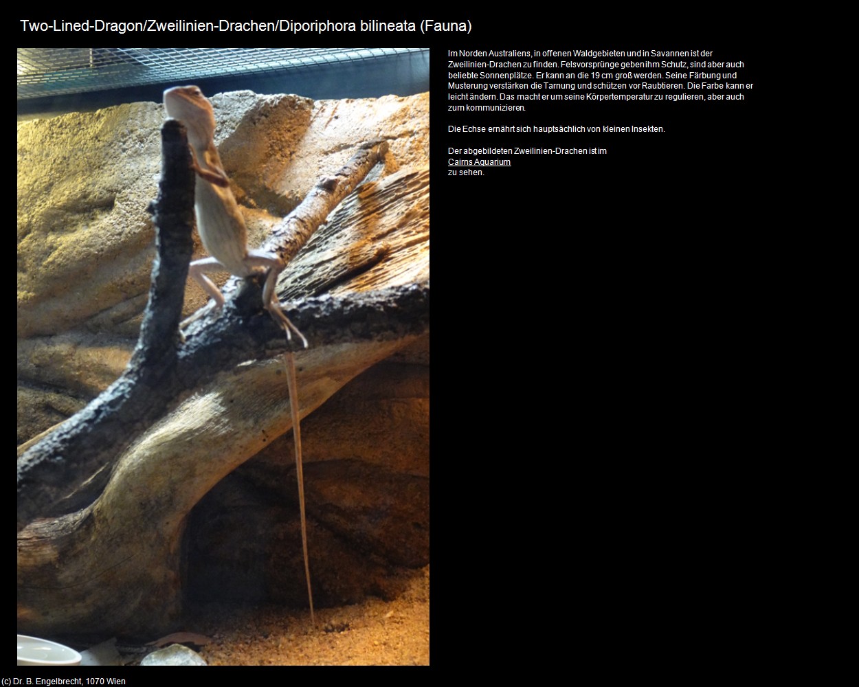 Zweilinien-Drachen  (+Tierwelt im Wasser) in Kulturatlas-AUSTRALIEN(c)B.Engelbrecht