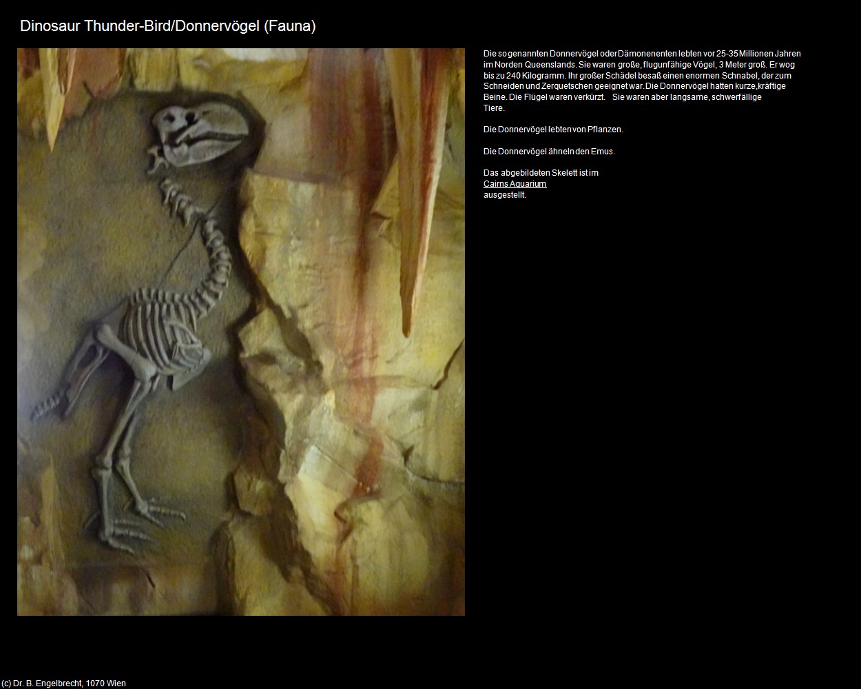 Dinosaur Thunder-Bird (Riversleigh in AUS-QLD) in Kulturatlas-AUSTRALIEN(c)B.Engelbrecht