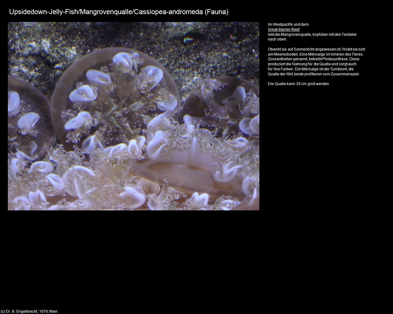 Mangrovenqualle  (+Tierwelt im Wasser) in Kulturatlas-AUSTRALIEN(c)B.Engelbrecht