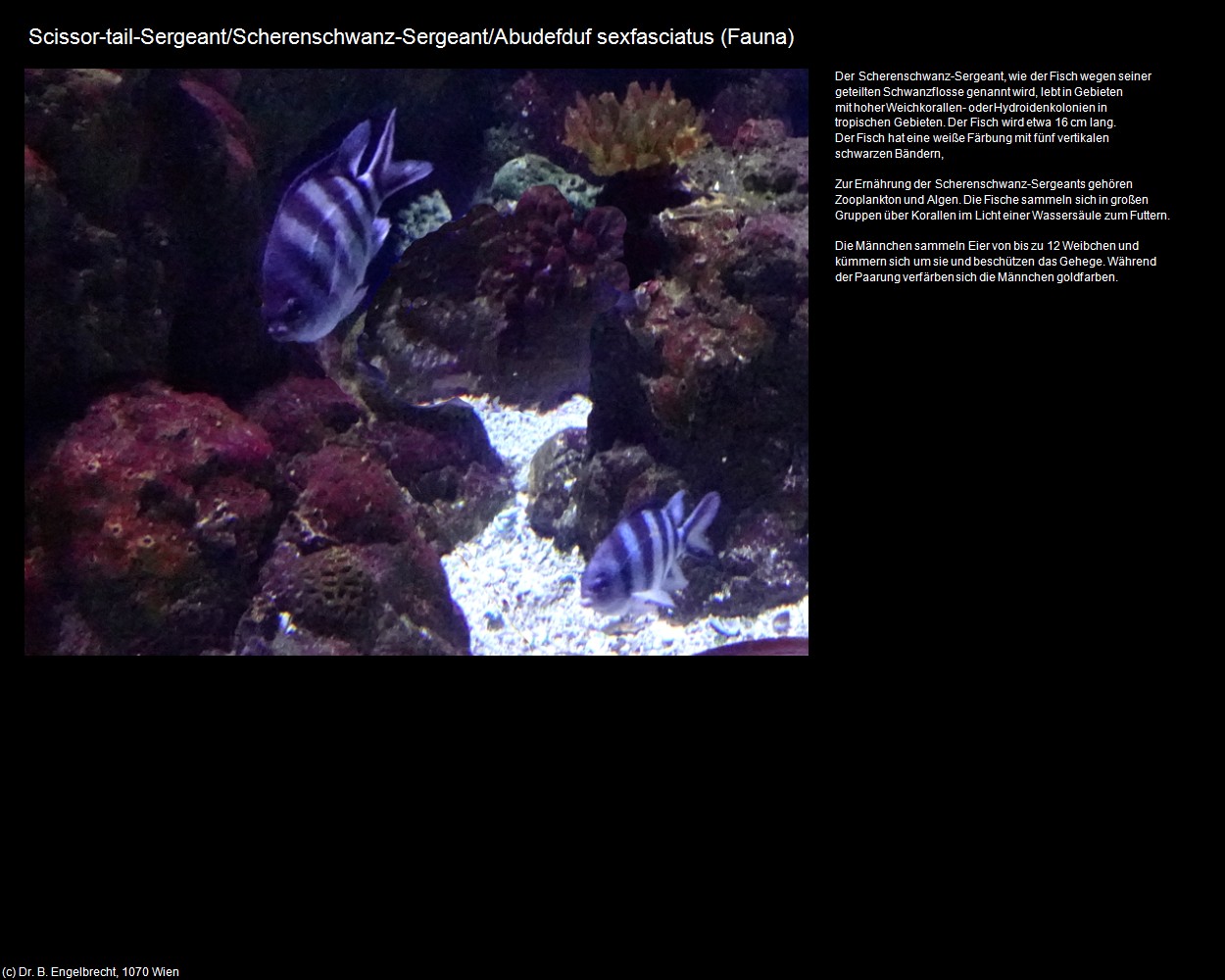 Scherenschwanz-Sergeant  (+Tierwelt im Wasser) in Kulturatlas-AUSTRALIEN