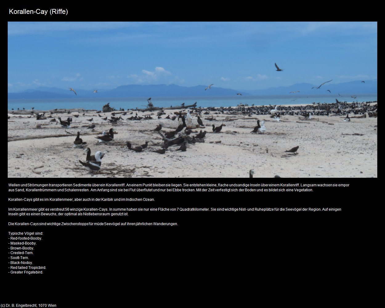Korallen-Cay (Riffe) in Kulturatlas-AUSTRALIEN