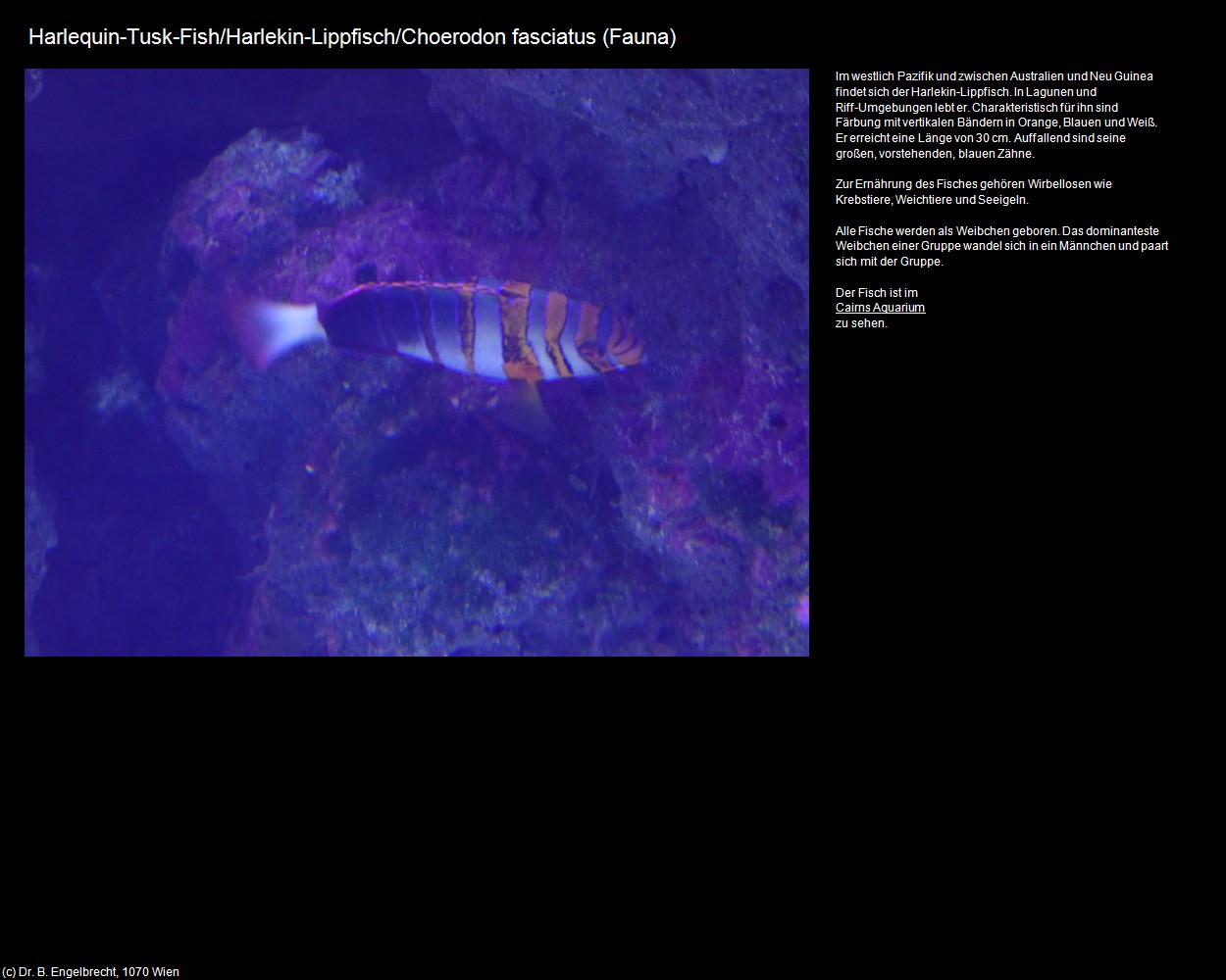 Harlekin-Lippfisch  (+Tierwelt im Wasser) in Kulturatlas-AUSTRALIEN(c)B.Engelbrecht