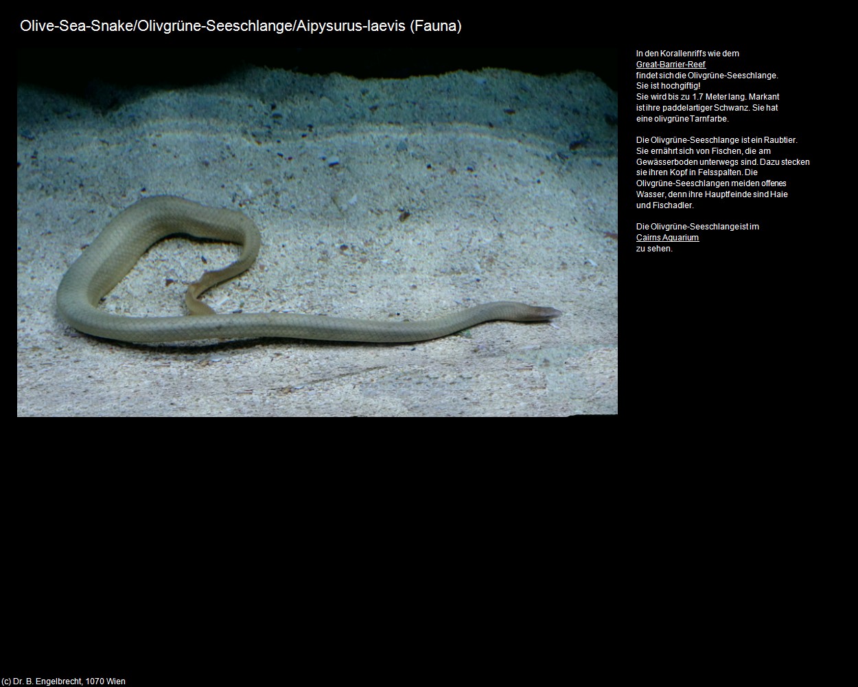 Olivgr&uuml;ne-Seeschlange  (+Tierwelt im Wasser) in Kulturatlas-AUSTRALIEN(c)B.Engelbrecht