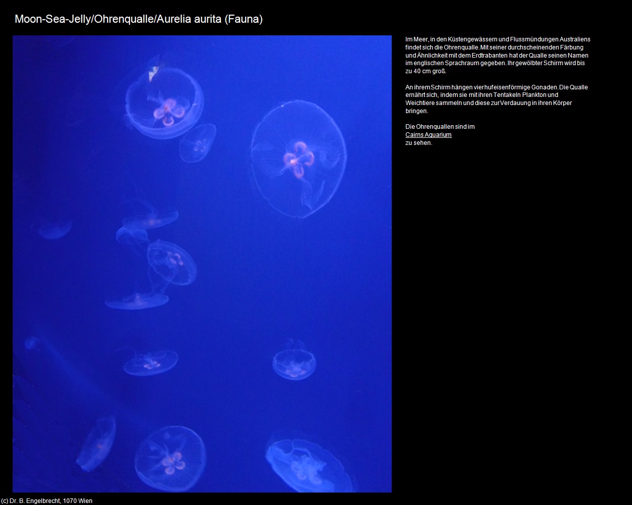 Ohrenqualle  (+Tierwelt im Wasser) in Kulturatlas-AUSTRALIEN(c)B.Engelbrecht
