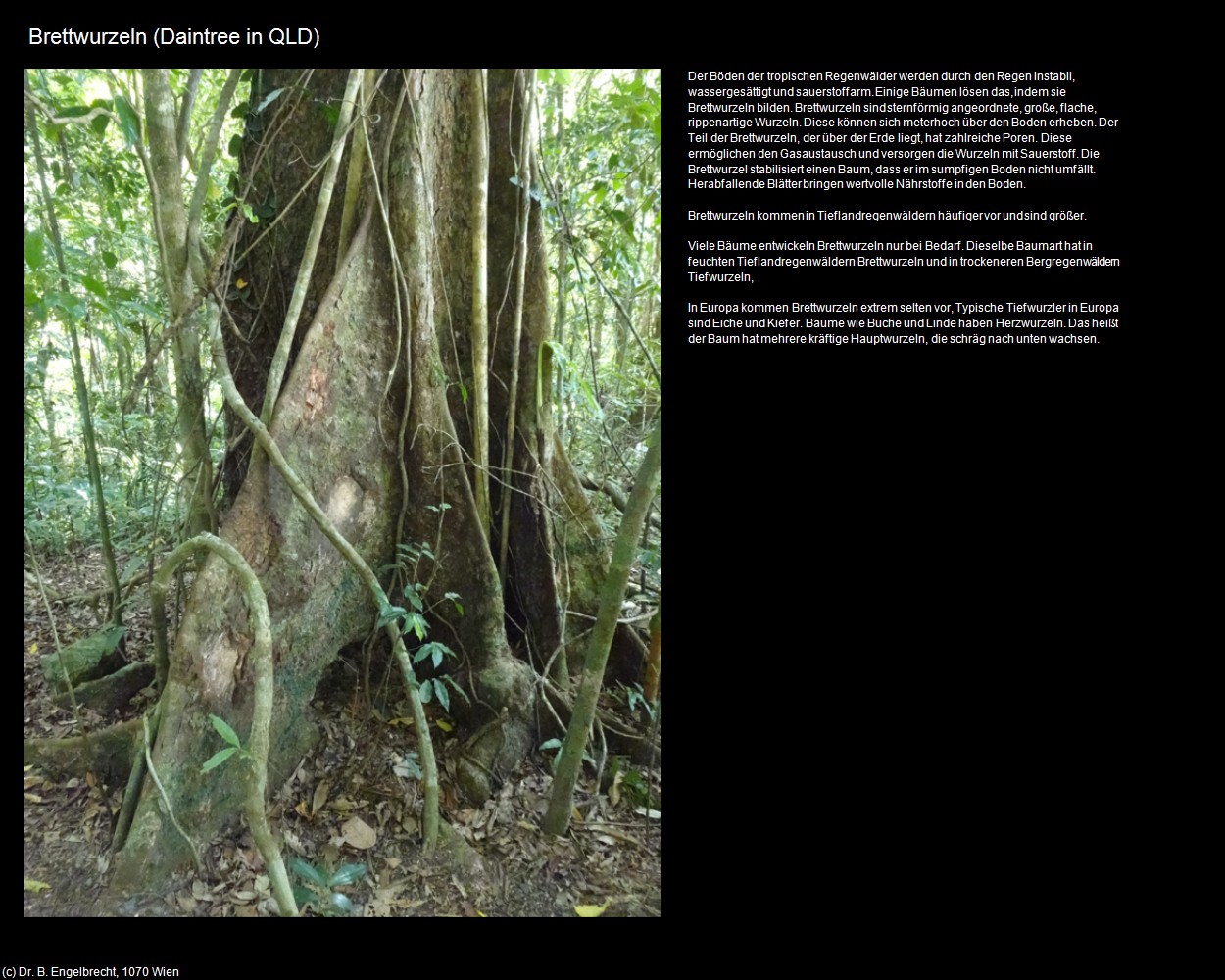 Brettwurzeln (Daintree in AUS-QLD) in Kulturatlas-AUSTRALIEN