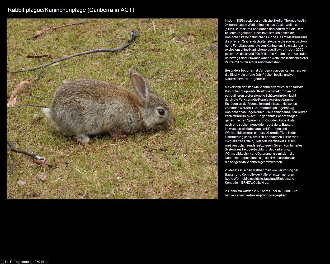 Rabbit plague/Kaninchenplage (Canberra in AUS-ACT) in Kulturatlas-AUSTRALIEN