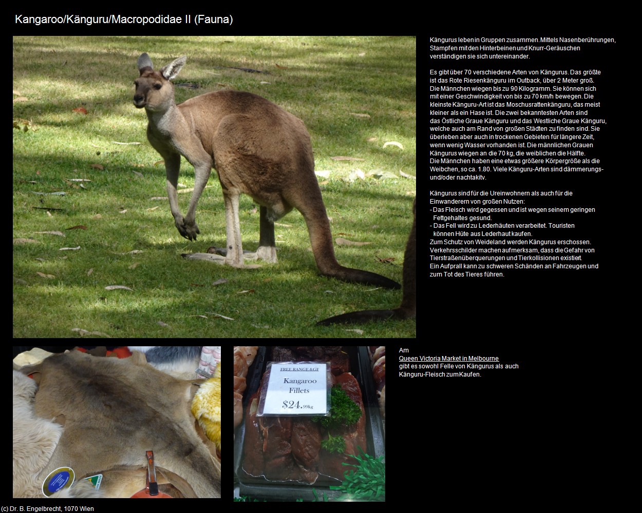 K&auml;nguru II  (+Tierwelt am Land/Fauna) in Kulturatlas-AUSTRALIEN(c)B.Engelbrecht