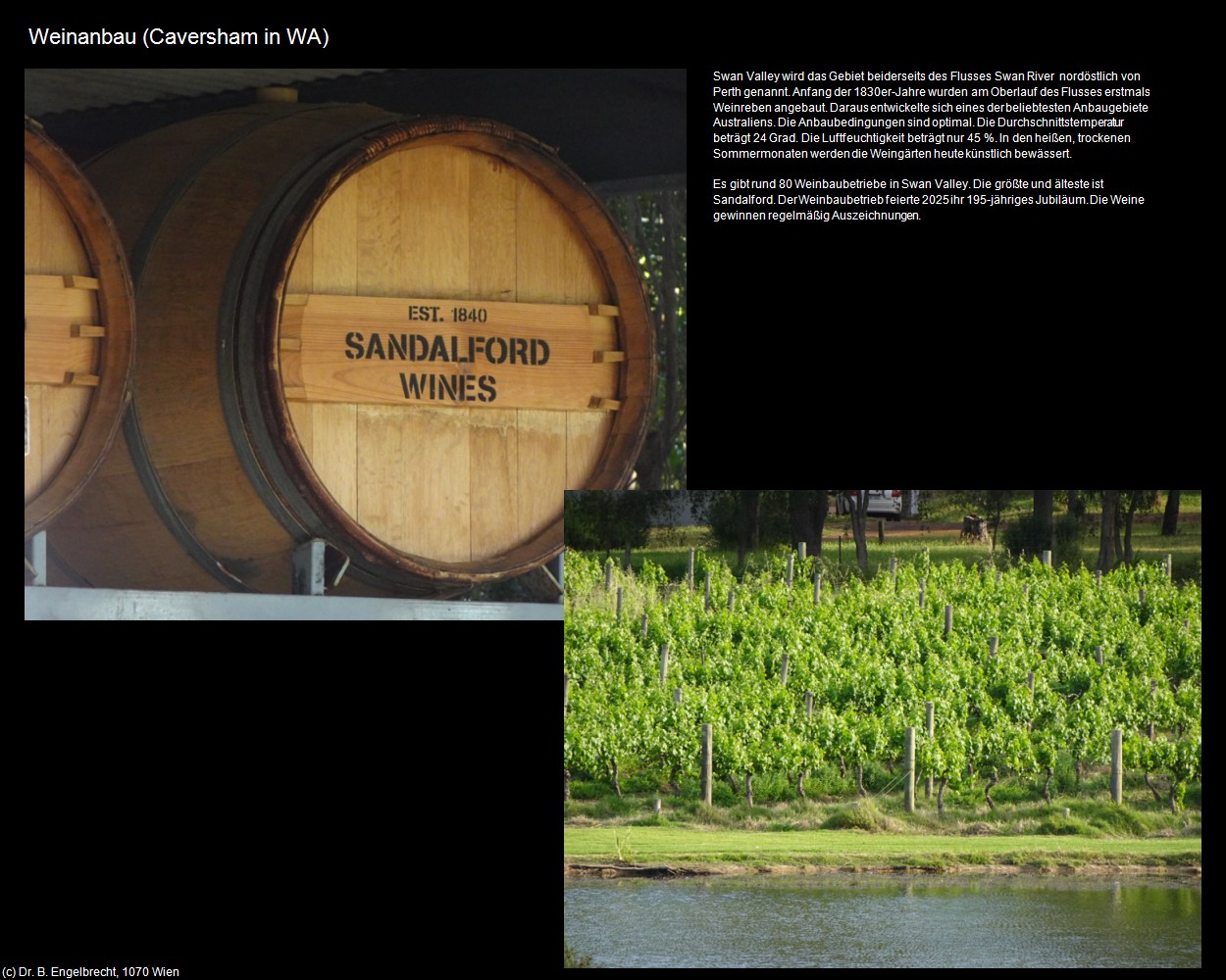 Weinanbau (Caversham in AUS-WA) in Kulturatlas-AUSTRALIEN