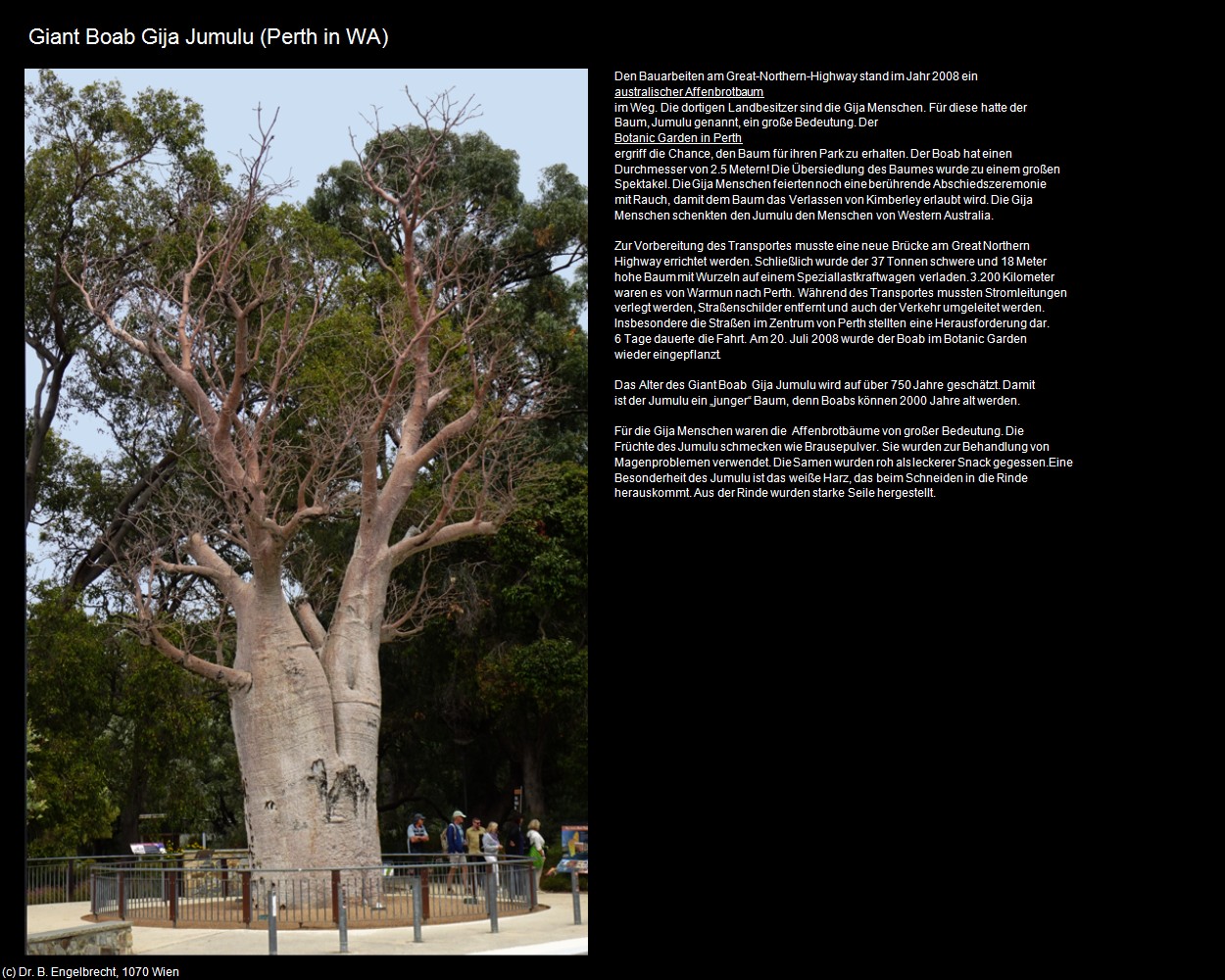 Giant Boab Gija Jumulu (Perth in AUS-WA) in Kulturatlas-AUSTRALIEN(c)B.Engelbrecht