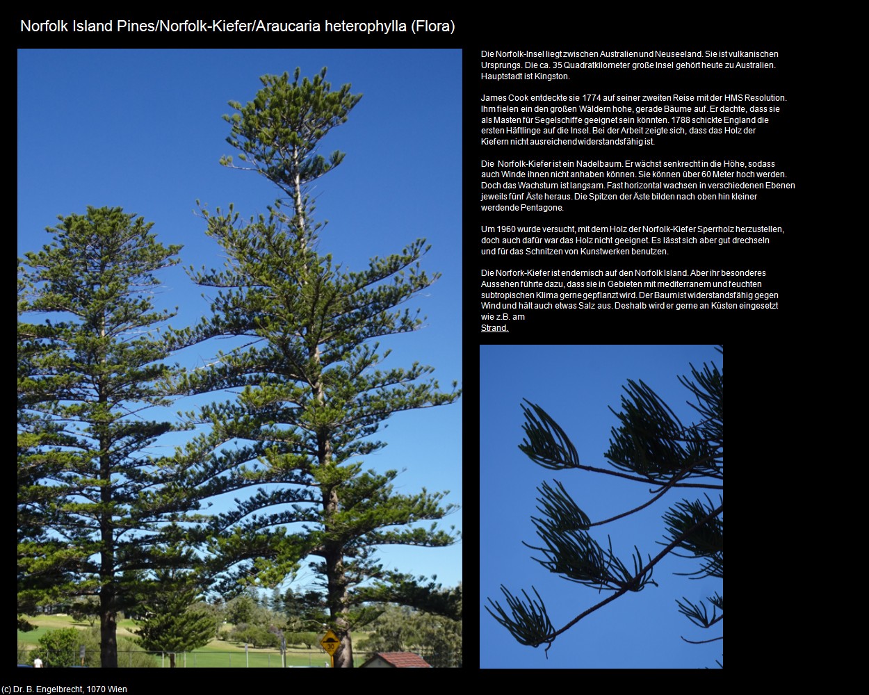 Norfolk-Kiefer (+Pflanzenwelt/Flora) in Kulturatlas-AUSTRALIEN(c)B.Engelbrecht