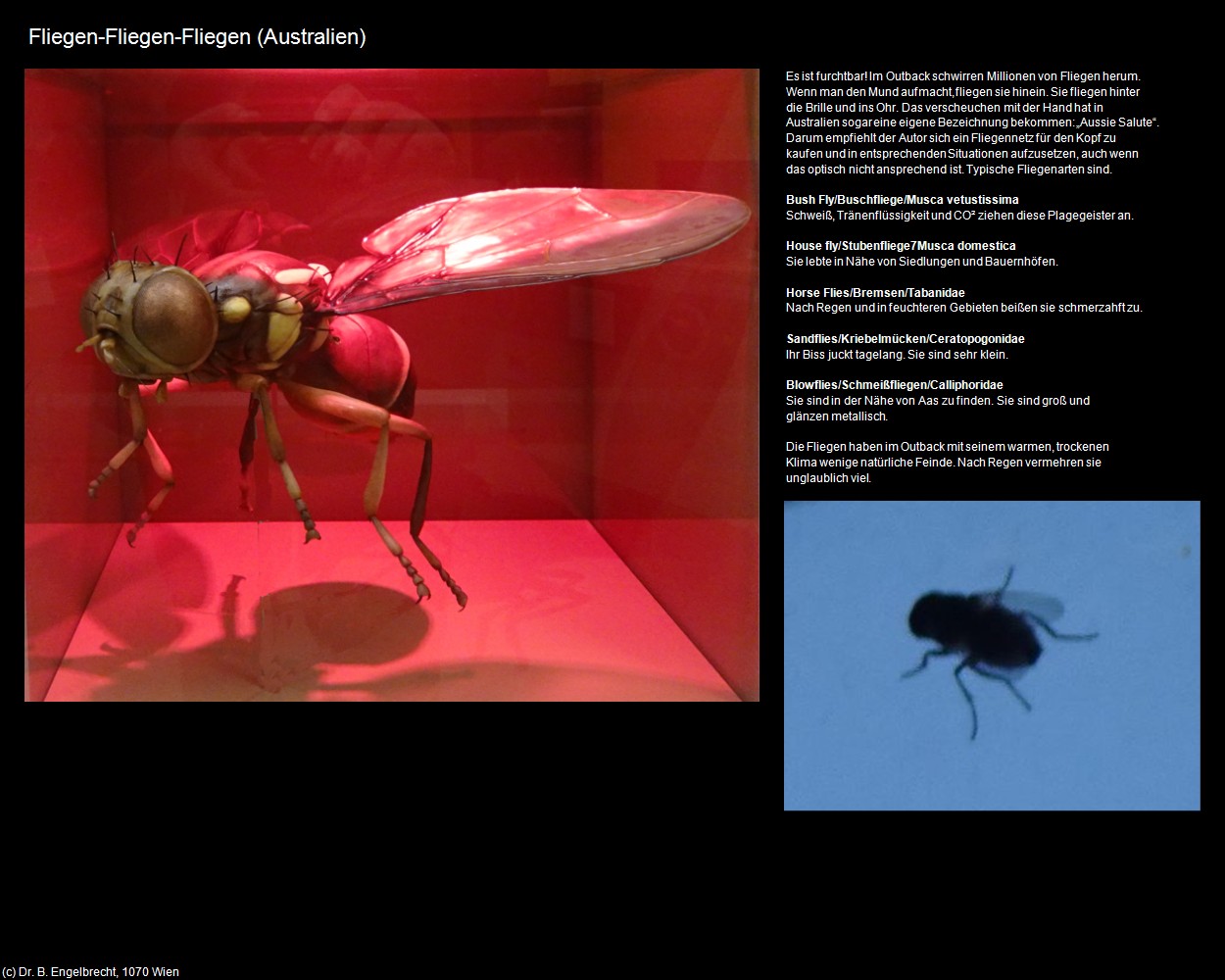 Fliegen-Fliegen-Fliegen (+Allgemeines-Australien) in Kulturatlas-AUSTRALIEN