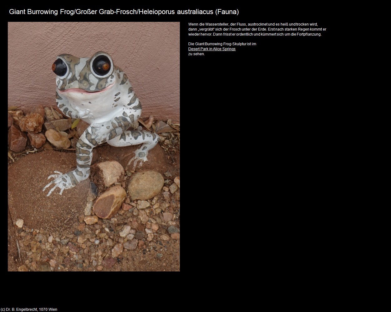 Gro&szlig;er Grab-Frosch (+Tierwelt am Land/Fauna) in Kulturatlas-AUSTRALIEN(c)B.Engelbrecht