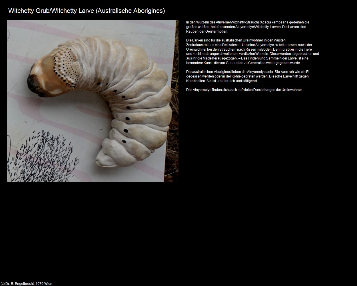 Witchetty Larve (+Australian Aborigines-First Nations) in Kulturatlas-AUSTRALIEN