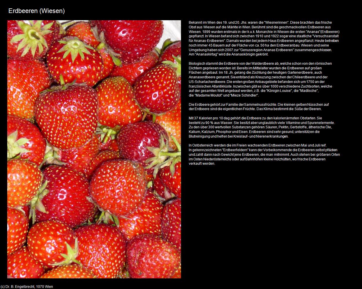 Erdbeeren (Wiesen) in Kulturatlas-BURGENLAND