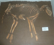 Regionalmuseum (Fritzlar)