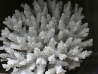 Unternehmen Xarifa (Darmstadt)