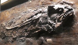 Welterbe Grube Messel II  (Messel)