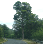 Bingener Loch (Lorch am Rhein)