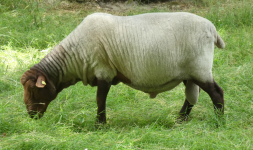 Hessenpark I (Neu-Anspach im Taunus)