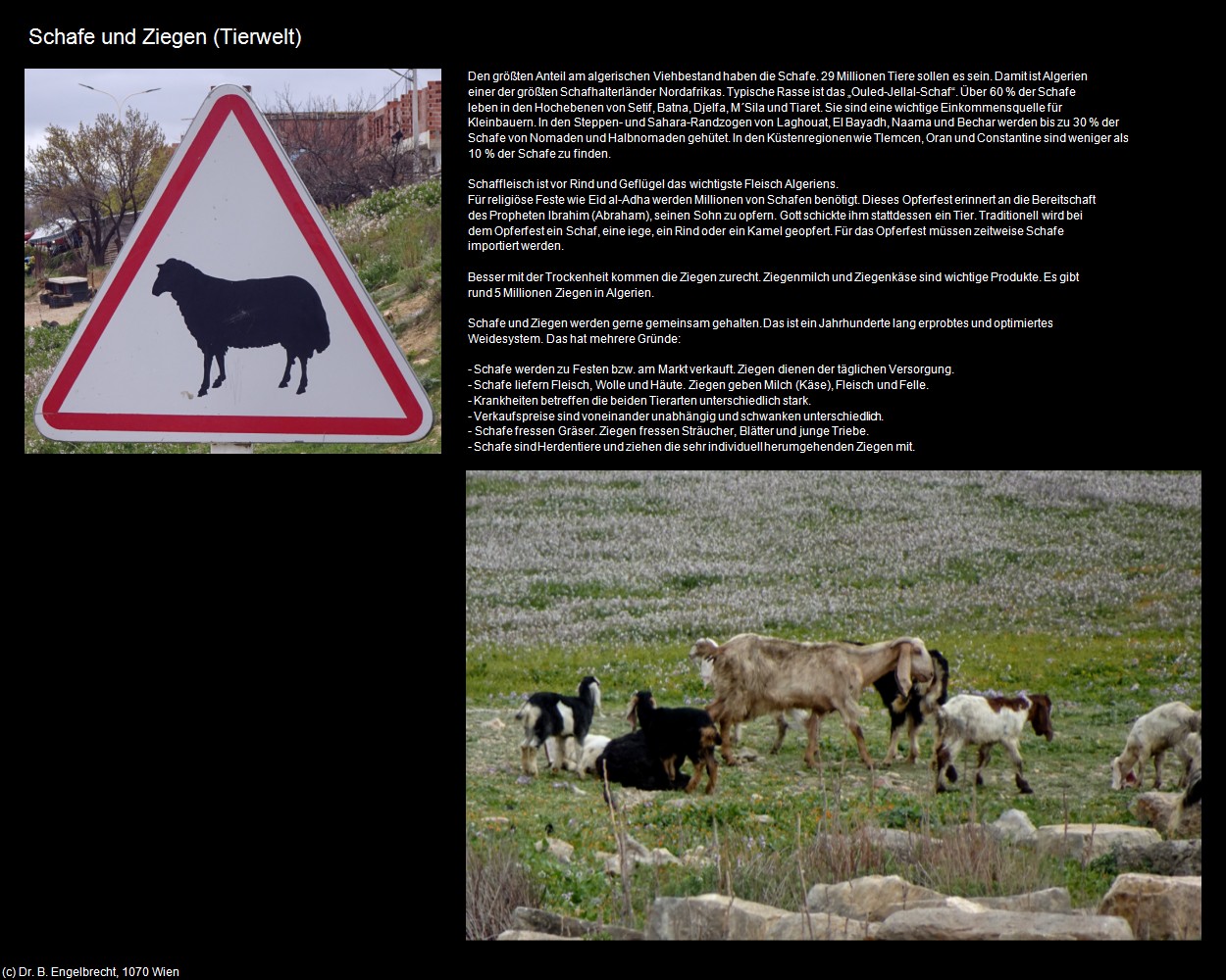 Schafe und Ziegen (Tierwelt) (+Allgemeines-Algerien) in Kulturatlas-ALGERIEN