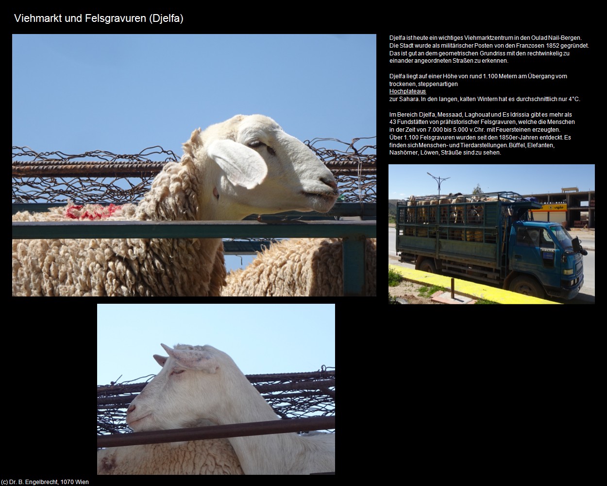 Viehmarkt und Felsgravuren (Djelfa) in Kulturatlas-ALGERIEN(c)B.Engelbrecht